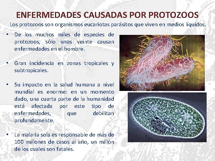 ENFERMEDADES CAUSADAS POR PROTOZOOS Los protozoos son organismos eucariotas parásitos que viven en medios