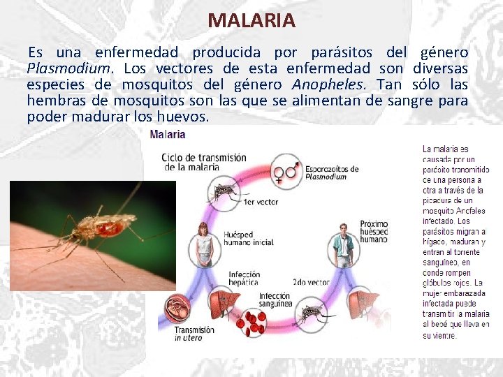 MALARIA Es una enfermedad producida por parásitos del género Plasmodium. Los vectores de esta