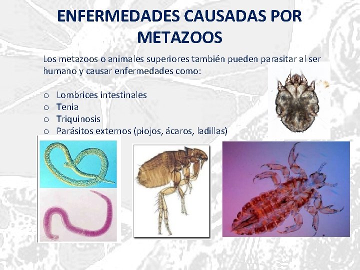 ENFERMEDADES CAUSADAS POR METAZOOS Los metazoos o animales superiores también pueden parasitar al ser