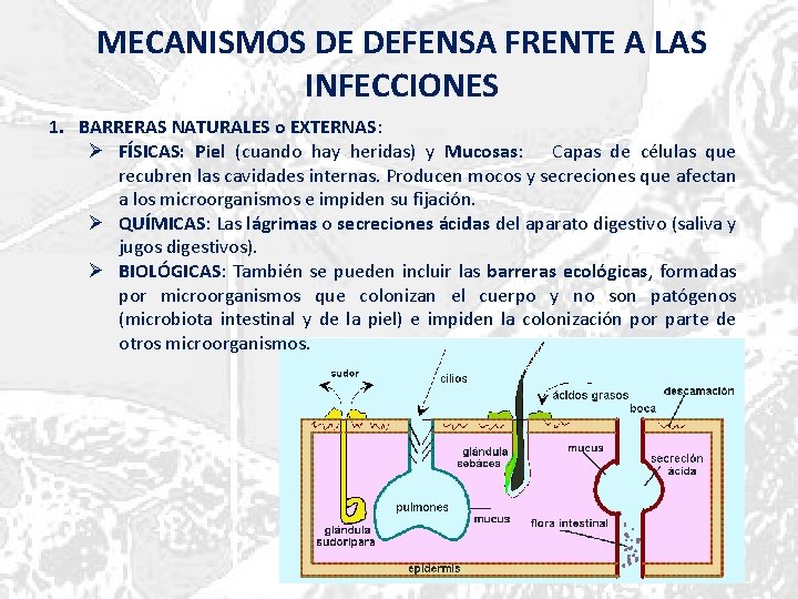 MECANISMOS DE DEFENSA FRENTE A LAS INFECCIONES 1. BARRERAS NATURALES o EXTERNAS: Ø FÍSICAS: