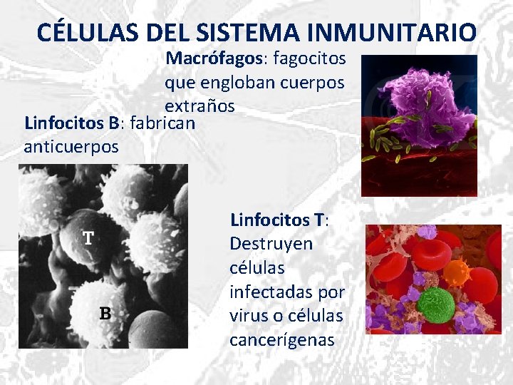 CÉLULAS DEL SISTEMA INMUNITARIO Macrófagos: fagocitos que engloban cuerpos extraños Linfocitos B: fabrican anticuerpos