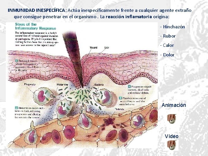 INMUNIDAD INESPECÍFICA: Actúa inespecíficamente frente a cualquier agente extraño que consigue penetrar en el