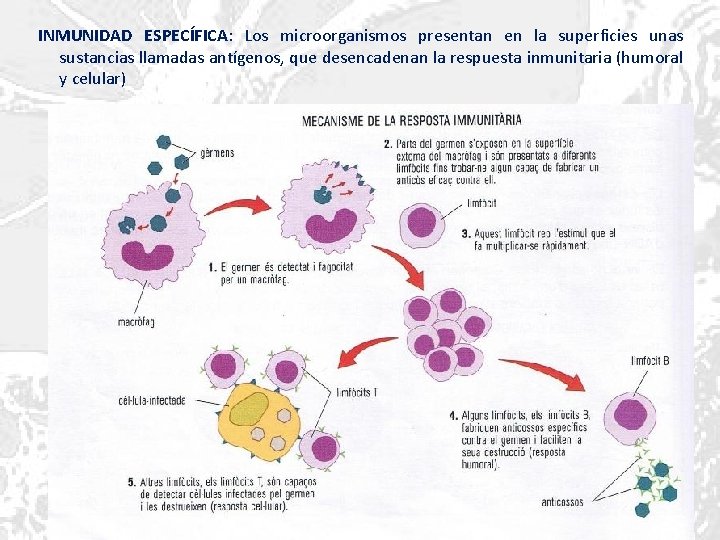 INMUNIDAD ESPECÍFICA: Los microorganismos presentan en la superficies unas sustancias llamadas antígenos, que desencadenan