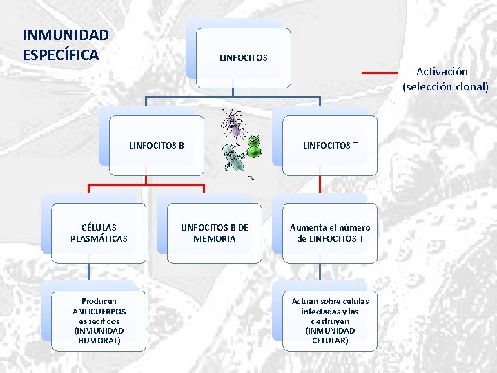 INMUNIDAD ESPECÍFICA LINFOCITOS B CÉLULAS PLASMÁTICAS Producen ANTICUERPOS específicos (INMUNIDAD HUMORAL) LINFOCITOS B DE