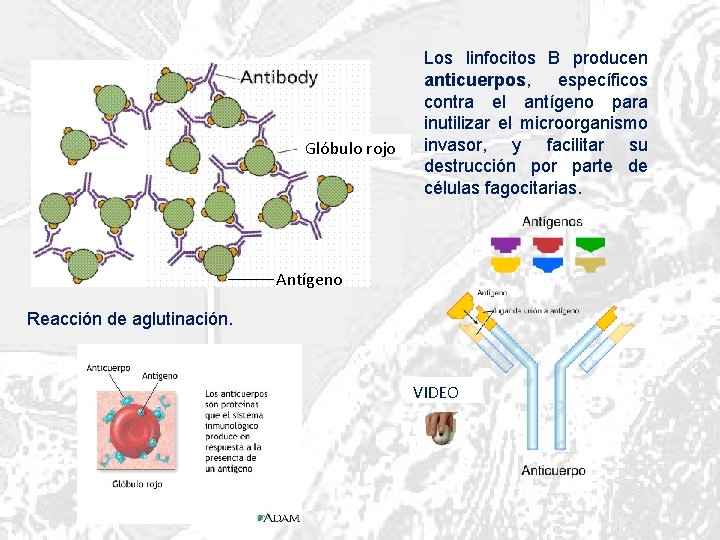 Glóbulo rojo Los linfocitos B producen anticuerpos, específicos contra el antígeno para inutilizar el