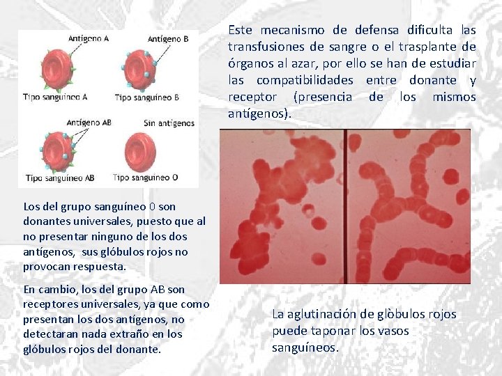 Este mecanismo de defensa dificulta las transfusiones de sangre o el trasplante de órganos