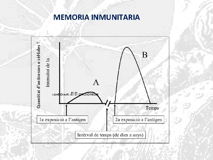 Quantitat d’anticossos o cèl·lules T MEMORIA INMUNITARIA 