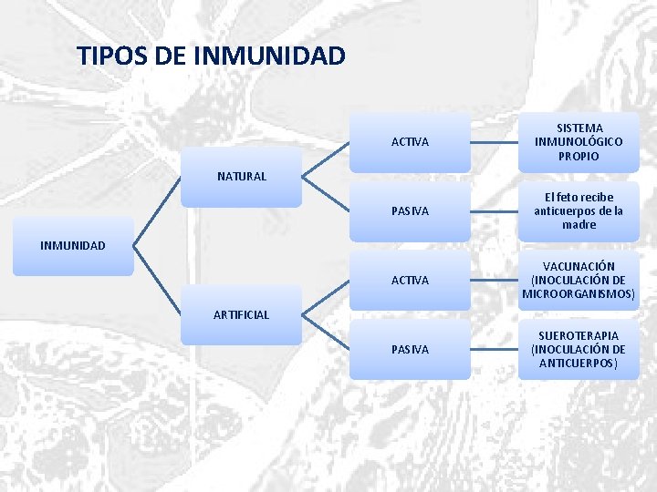 TIPOS DE INMUNIDAD ACTIVA SISTEMA INMUNOLÓGICO PROPIO PASIVA El feto recibe anticuerpos de la