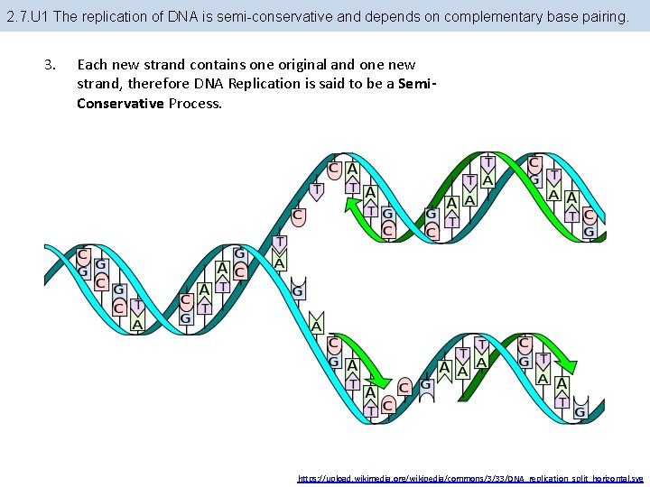 2. 7. U 1 The replication of DNA is semi-conservative and depends on complementary 2. 7. U 1 The replication of DNA is semi-conservative and depends on complementary