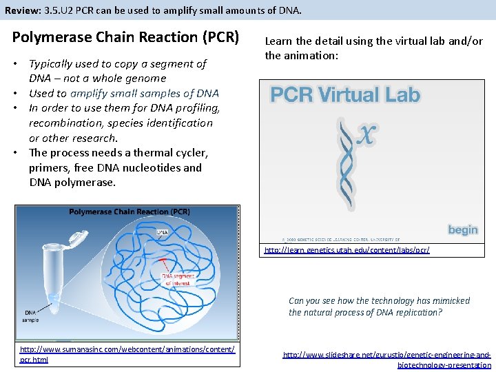 Review: 3. 5. U 2 PCR can be used to amplify small amounts of Review: 3. 5. U 2 PCR can be used to amplify small amounts of