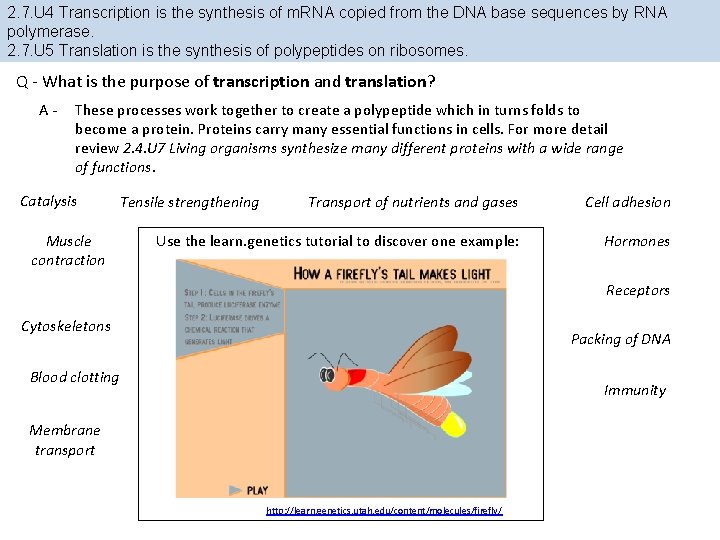 2. 7. U 4 Transcription is the synthesis of m. RNA copied from the 2. 7. U 4 Transcription is the synthesis of m. RNA copied from the