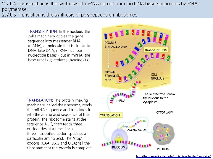 2. 7. U 4 Transcription is the synthesis of m. RNA copied from the 2. 7. U 4 Transcription is the synthesis of m. RNA copied from the