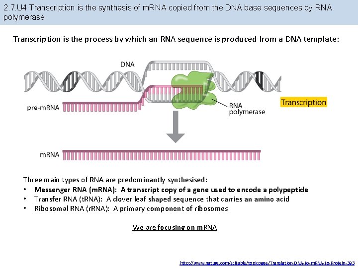 2. 7. U 4 Transcription is the synthesis of m. RNA copied from the 2. 7. U 4 Transcription is the synthesis of m. RNA copied from the