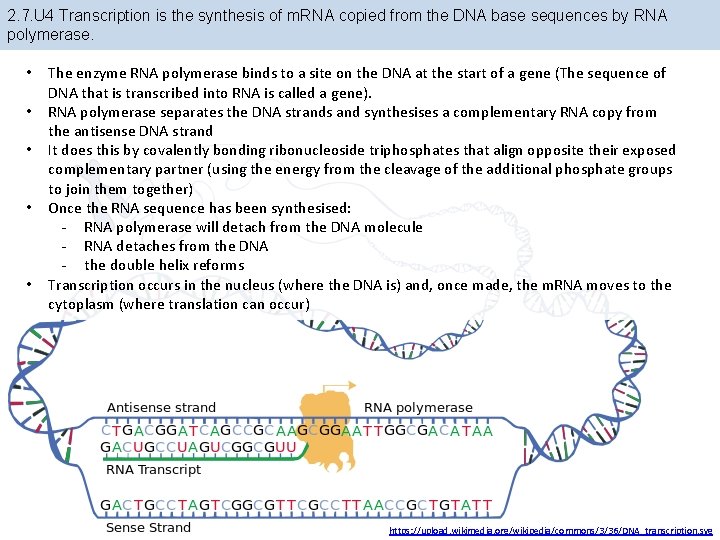2. 7. U 4 Transcription is the synthesis of m. RNA copied from the 2. 7. U 4 Transcription is the synthesis of m. RNA copied from the