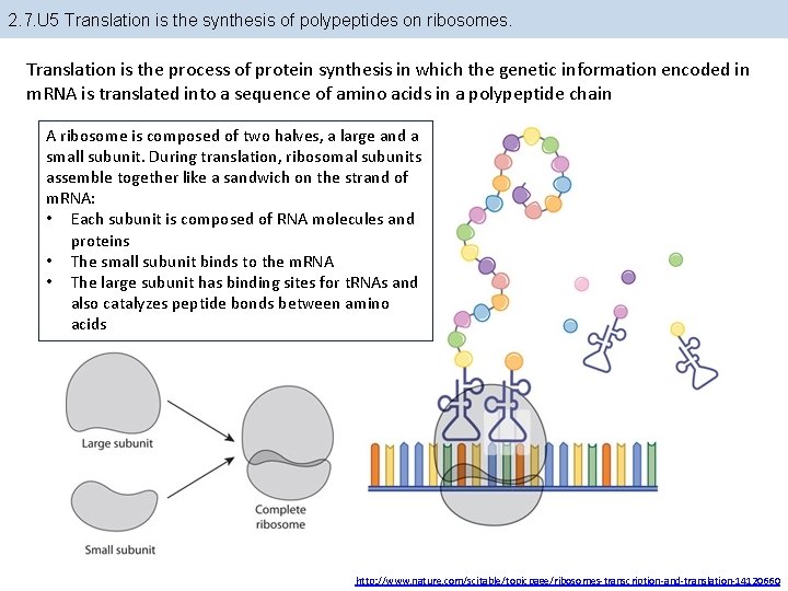 2. 7. U 5 Translation is the synthesis of polypeptides on ribosomes. Translation is 2. 7. U 5 Translation is the synthesis of polypeptides on ribosomes. Translation is