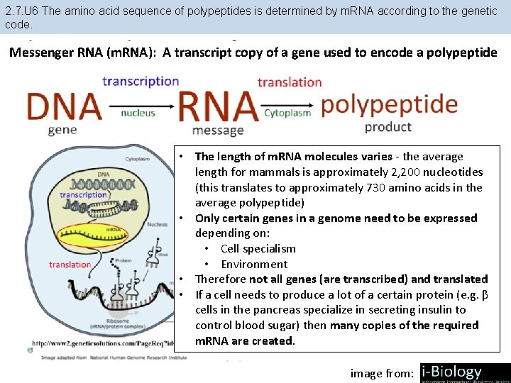 2. 7. U 6 The amino acid sequence of polypeptides is determined by m. 2. 7. U 6 The amino acid sequence of polypeptides is determined by m.