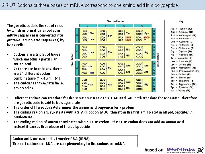2. 7. U 7 Codons of three bases on m. RNA correspond to one 2. 7. U 7 Codons of three bases on m. RNA correspond to one