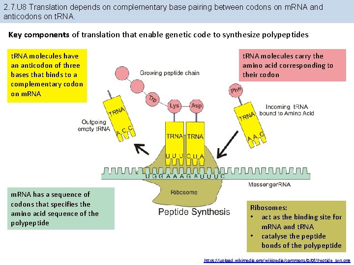 2. 7. U 8 Translation depends on complementary base pairing between codons on m. 2. 7. U 8 Translation depends on complementary base pairing between codons on m.
