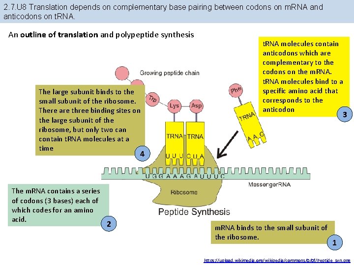 2. 7. U 8 Translation depends on complementary base pairing between codons on m. 2. 7. U 8 Translation depends on complementary base pairing between codons on m.