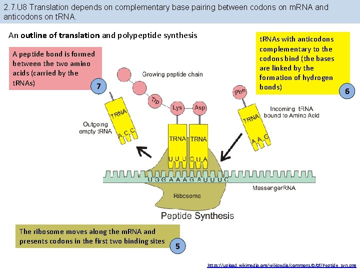 2. 7. U 8 Translation depends on complementary base pairing between codons on m. 2. 7. U 8 Translation depends on complementary base pairing between codons on m.
