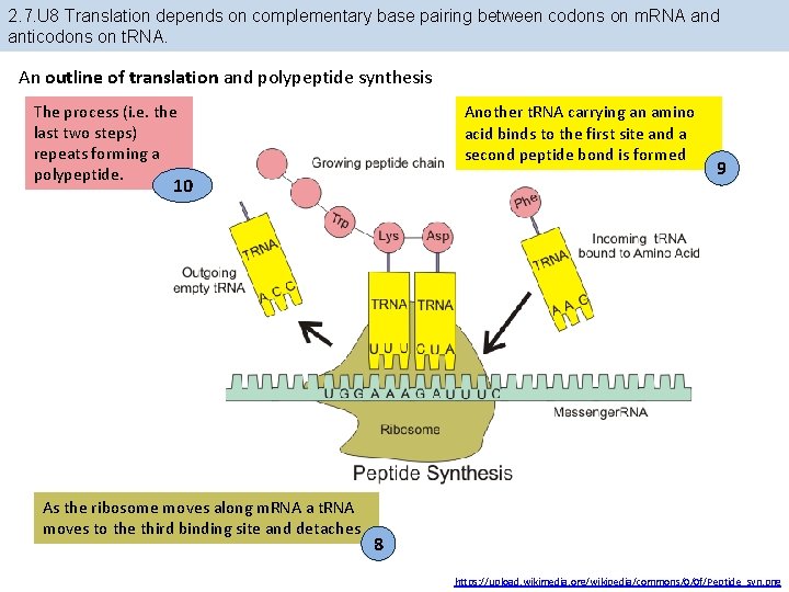 2. 7. U 8 Translation depends on complementary base pairing between codons on m. 2. 7. U 8 Translation depends on complementary base pairing between codons on m.