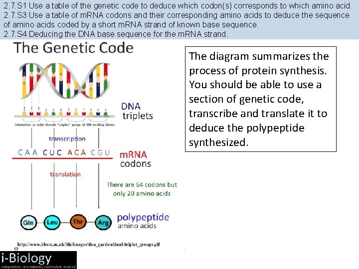 2. 7. S 1 Use a table of the genetic code to deduce which 2. 7. S 1 Use a table of the genetic code to deduce which