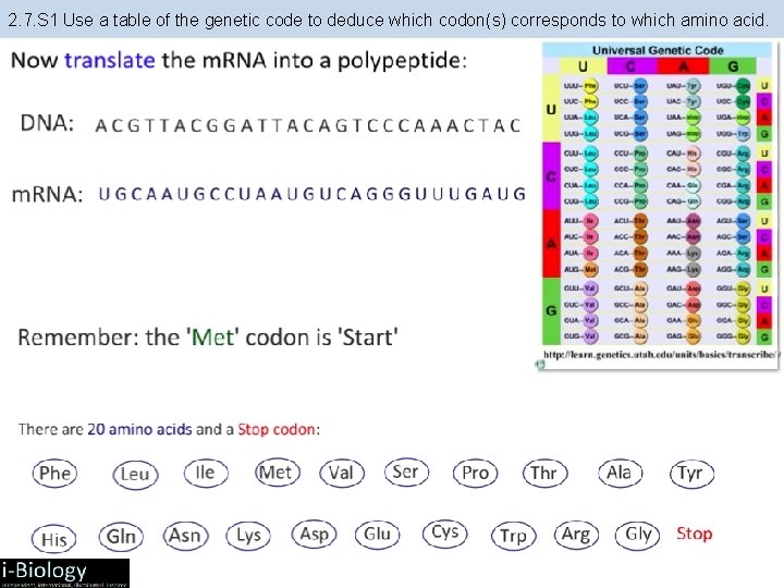 2. 7. S 1 Use a table of the genetic code to deduce which 2. 7. S 1 Use a table of the genetic code to deduce which