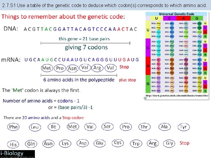 2. 7. S 1 Use a table of the genetic code to deduce which 2. 7. S 1 Use a table of the genetic code to deduce which