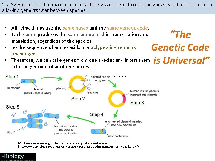 2. 7. A 2 Production of human insulin in bacteria as an example of 2. 7. A 2 Production of human insulin in bacteria as an example of