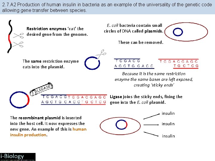 2. 7. A 2 Production of human insulin in bacteria as an example of 2. 7. A 2 Production of human insulin in bacteria as an example of