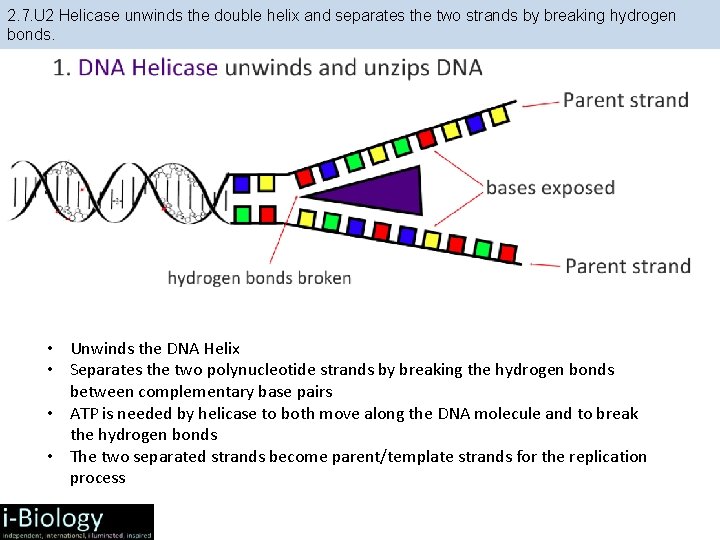 2. 7. U 2 Helicase unwinds the double helix and separates the two strands 2. 7. U 2 Helicase unwinds the double helix and separates the two strands