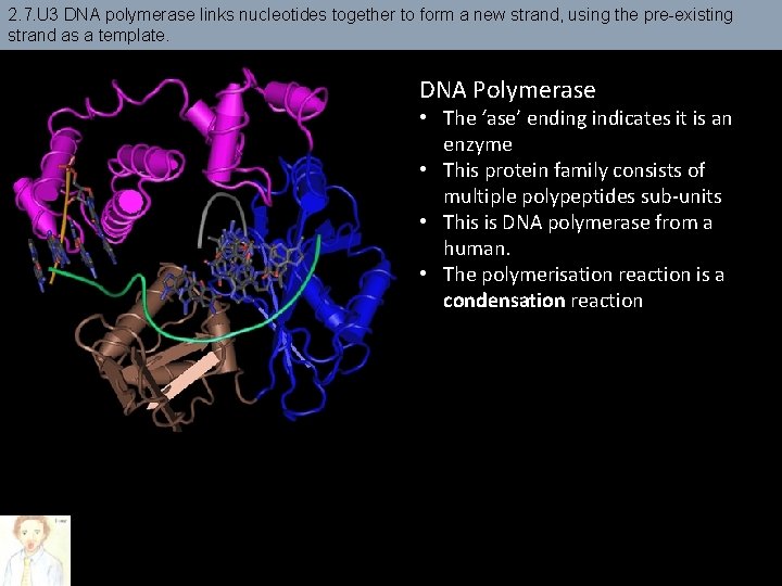 2. 7. U 3 DNA polymerase links nucleotides together to form a new strand, 2. 7. U 3 DNA polymerase links nucleotides together to form a new strand,