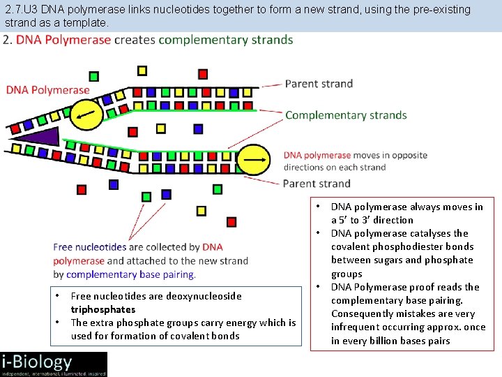 2. 7. U 3 DNA polymerase links nucleotides together to form a new strand, 2. 7. U 3 DNA polymerase links nucleotides together to form a new strand,