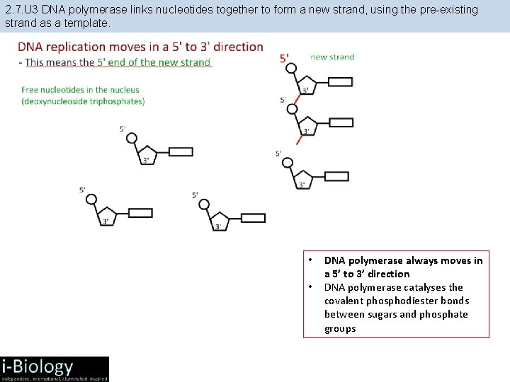 2. 7. U 3 DNA polymerase links nucleotides together to form a new strand, 2. 7. U 3 DNA polymerase links nucleotides together to form a new strand,