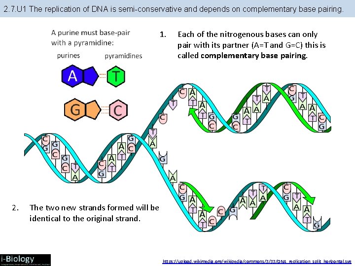 2. 7. U 1 The replication of DNA is semi-conservative and depends on complementary 2. 7. U 1 The replication of DNA is semi-conservative and depends on complementary