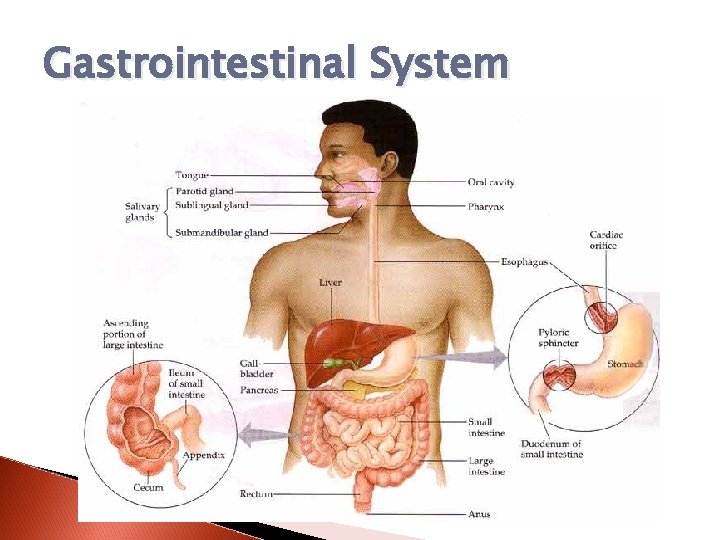 Gastrointestinal System 