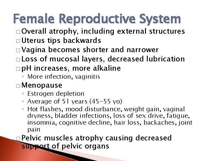 Female Reproductive System � Overall atrophy, including external structures � Uterus tips backwards �