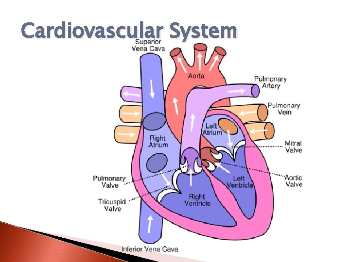 Cardiovascular System 
