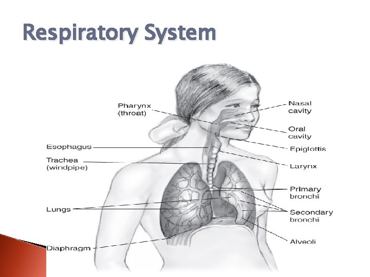 Respiratory System 