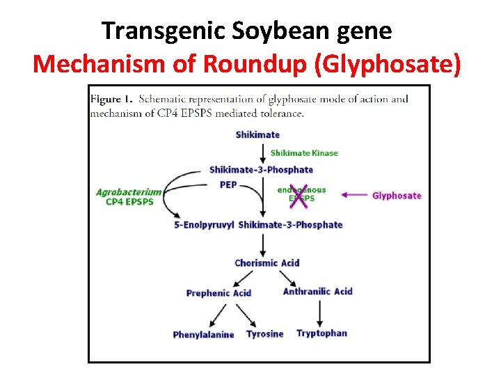 Transgenic Soybean gene Mechanism of Roundup (Glyphosate) 