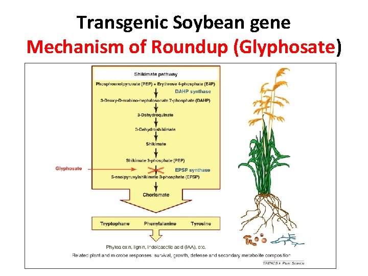 Transgenic Soybean gene Mechanism of Roundup (Glyphosate) 