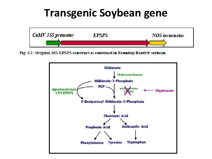 Transgenic Soybean gene 