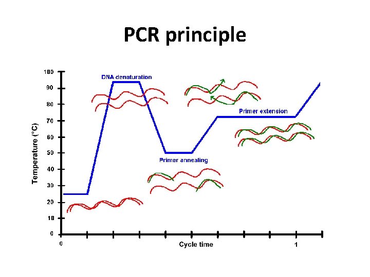PCR principle 