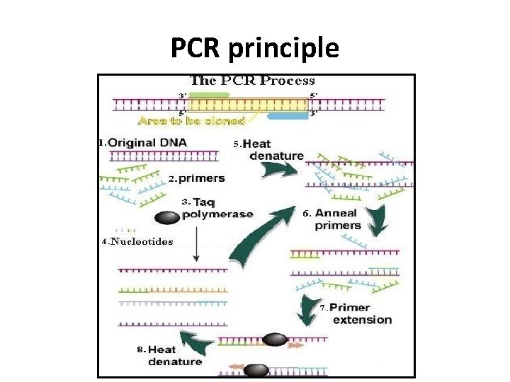 PCR principle 