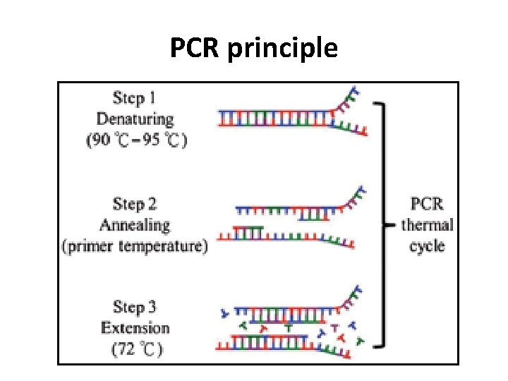 PCR principle 