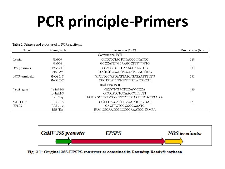 PCR principle-Primers 