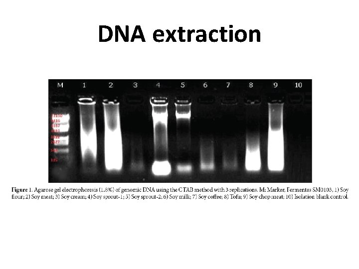 DNA extraction 