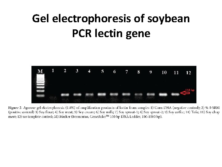 Gel electrophoresis of soybean PCR lectin gene 