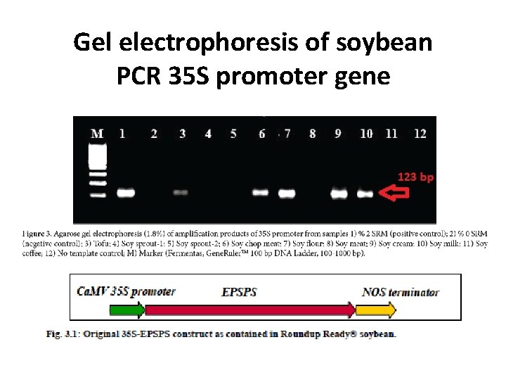 Gel electrophoresis of soybean PCR 35 S promoter gene 