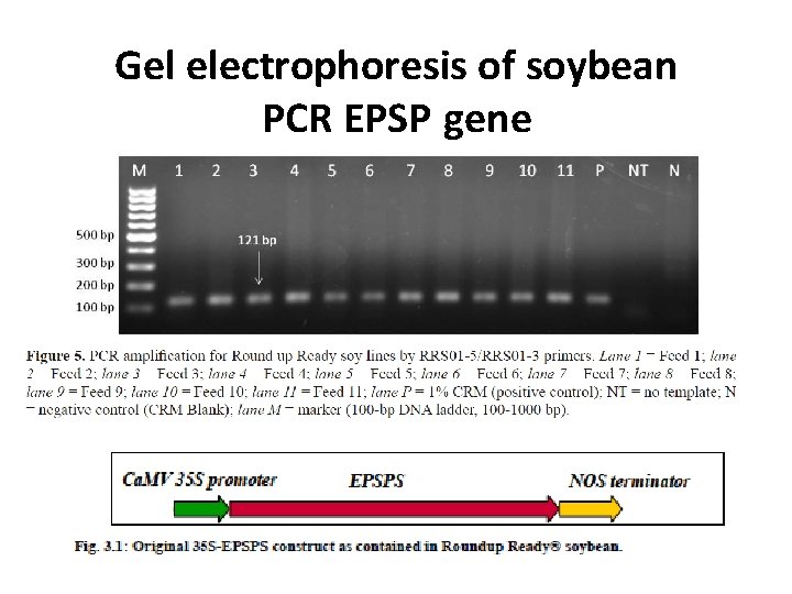 Gel electrophoresis of soybean PCR EPSP gene 